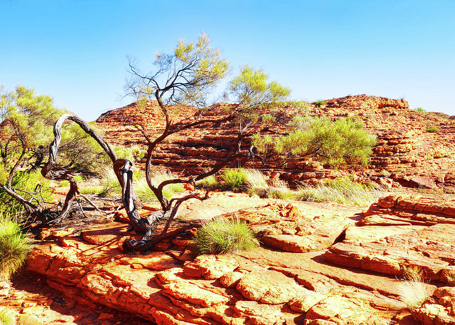 Twisted Tree on Kings Canyon  Photograph by Lexa Harpell