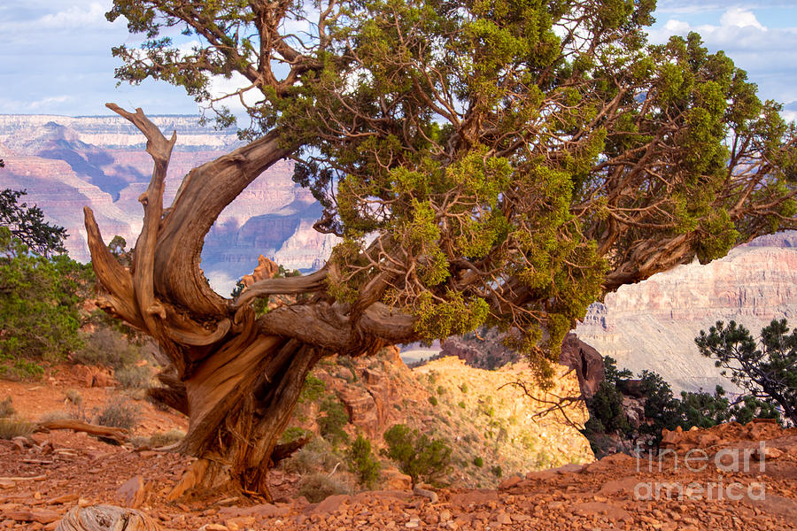 Twisted Tree on the South Kaibab Trail in Grand Canyon National Park Photograph by L Bosco