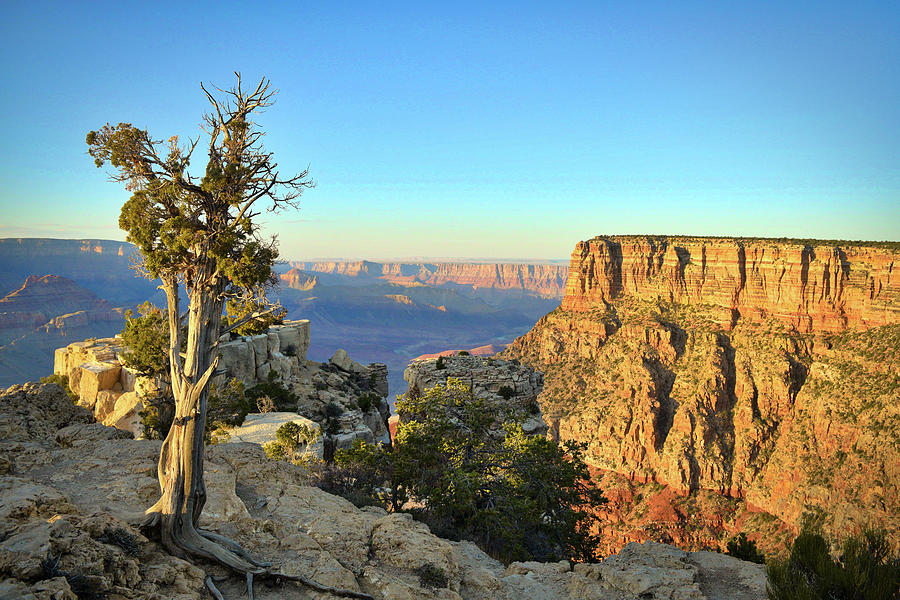 Twisted Tree Overlooking Grand Canyon Landscape at Sunset Photograph by Chance Kafka