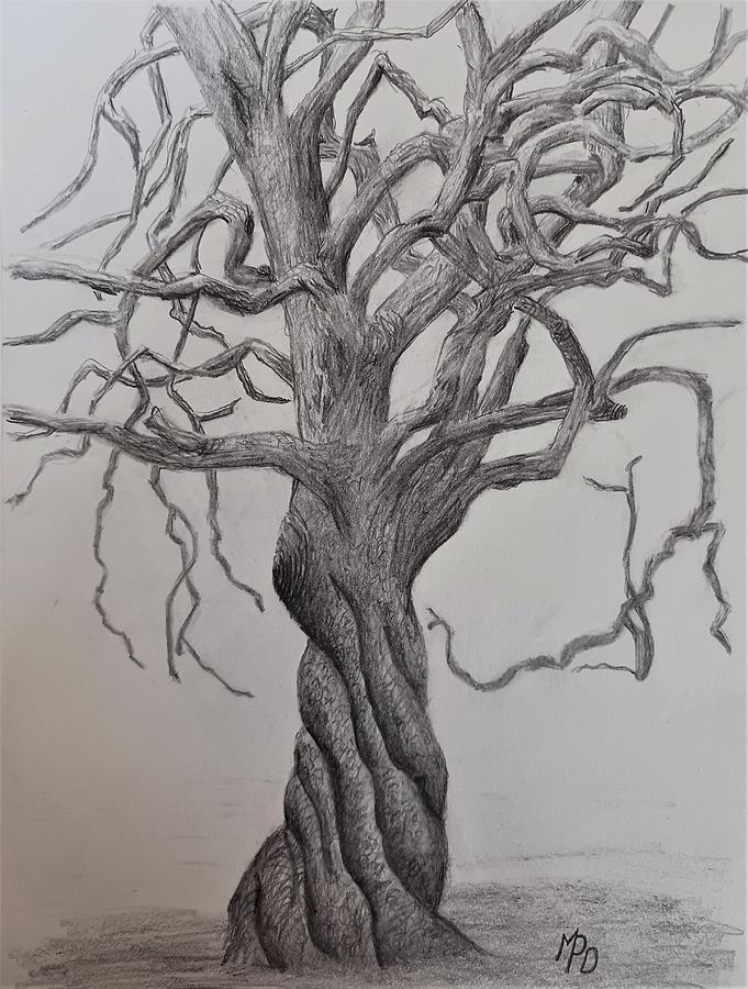 Twisted Tree Drawing by Susan Anderson