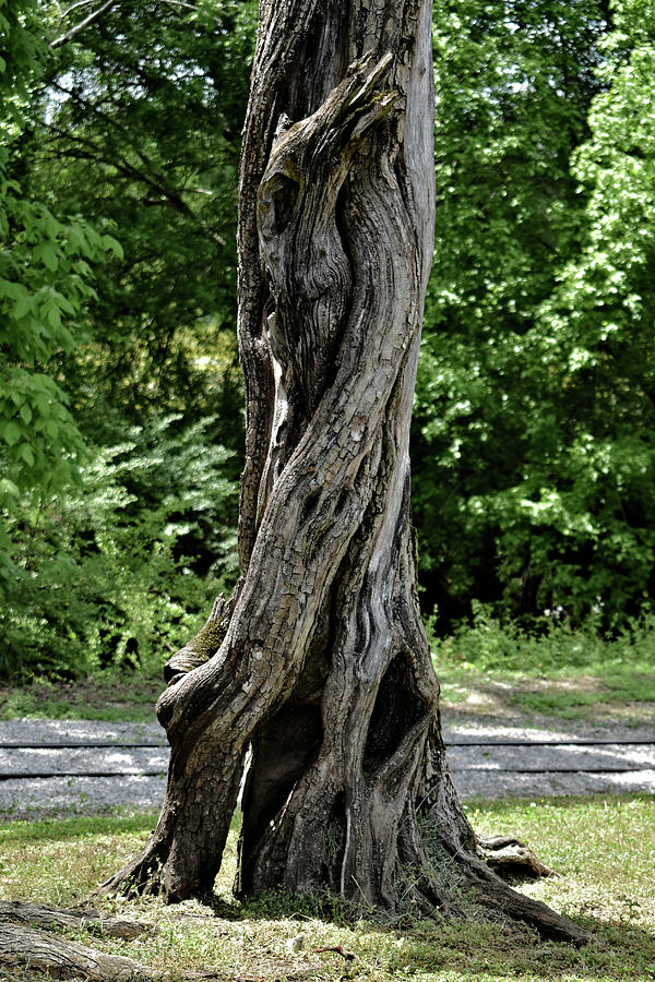 Twisted Tree Trunk Photograph by Kathy K McClellan
