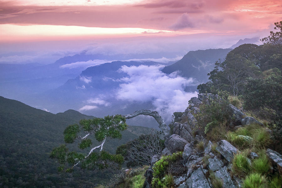 Twisted Trees In Highlands Photograph By Amith Anuradha 