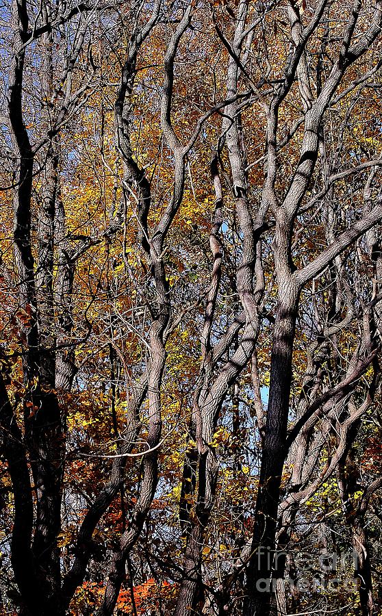 Twisted Trees Photograph by Randy Pollard