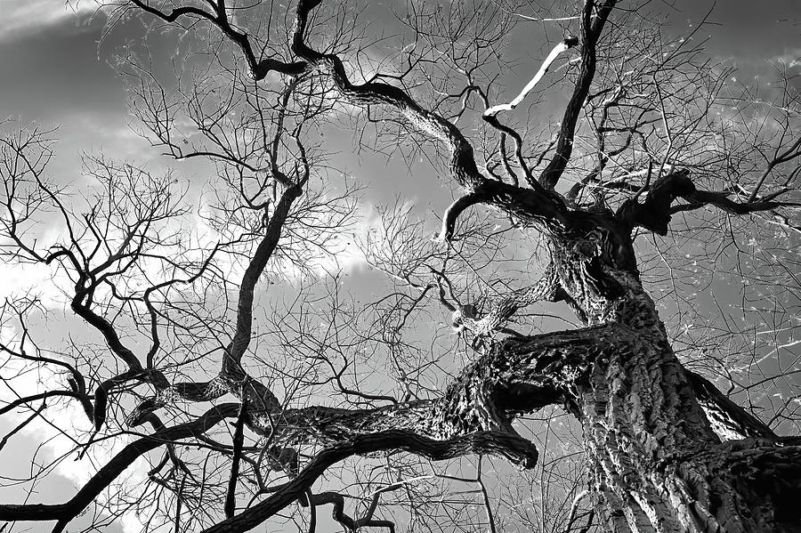 Twisted Trunk Photograph by Steven Nelson