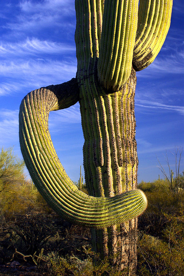 Saguaro National Park Photograph - Twisting An Arm by Douglas Taylor