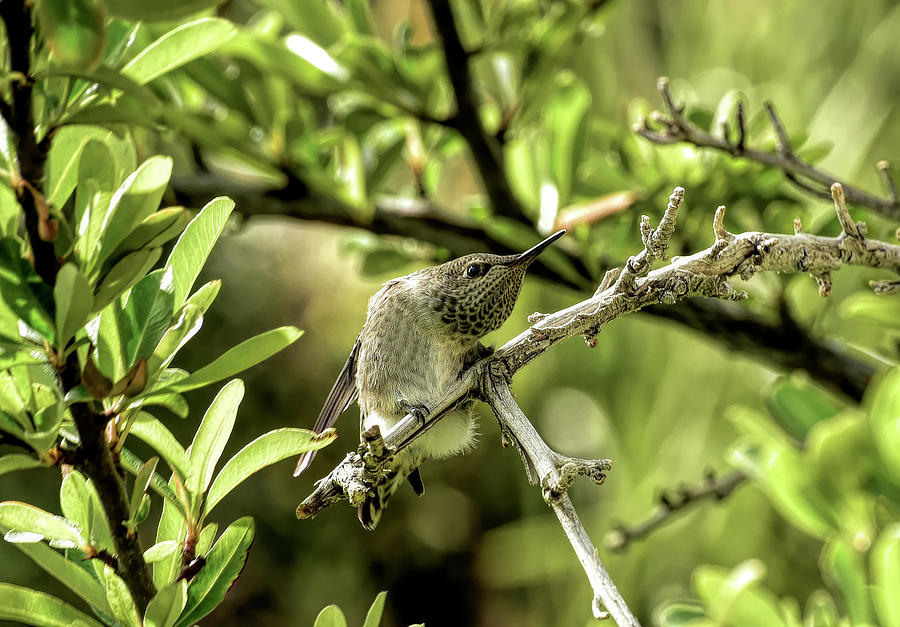 Twisting  Juvenile Hummingbird Movements Photograph by Linda Brody