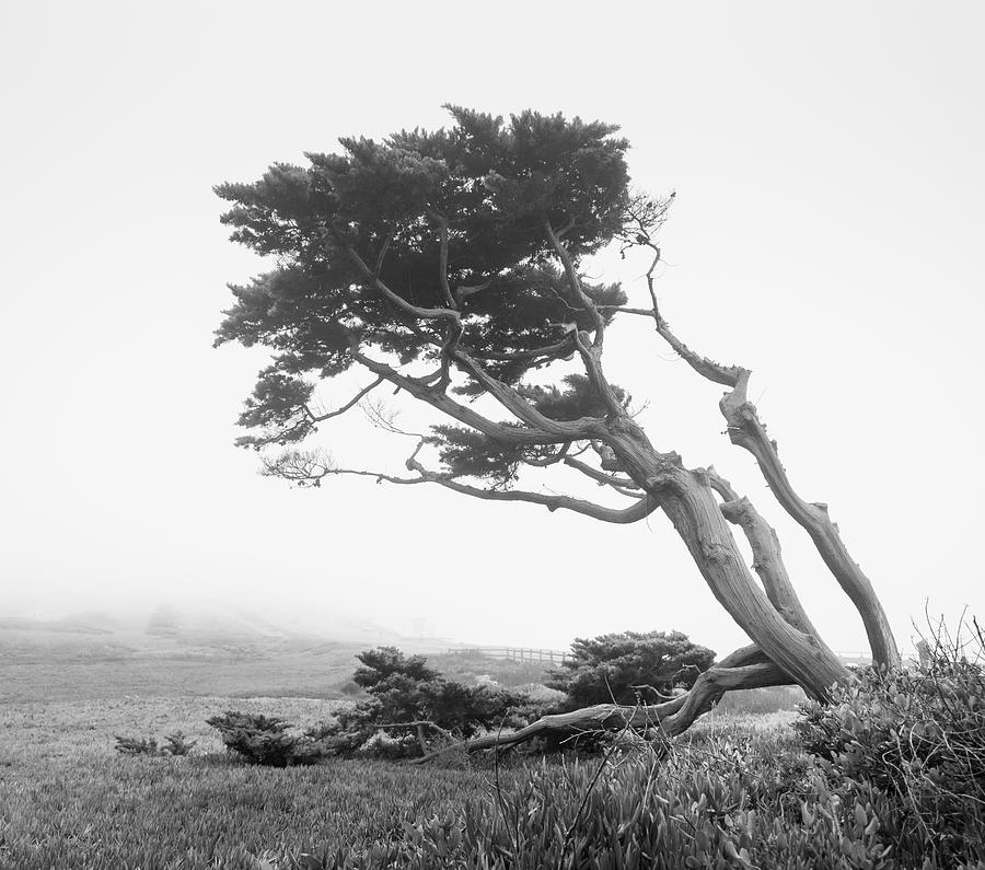 San Diego Photograph - Twisting Tree in Carlsbad by William Dunigan