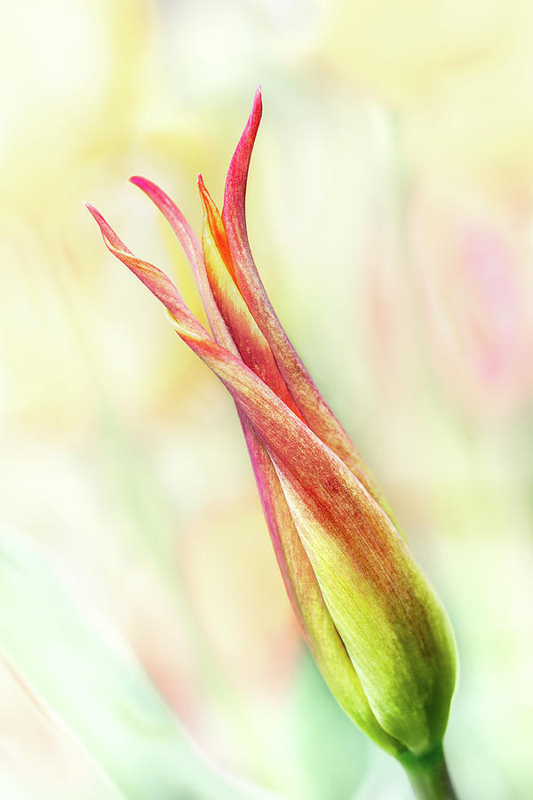 Twisting Tulip Photograph by Elvira Peretsman