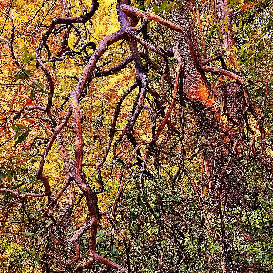 Twists of Madrone Photograph by Christina Ford