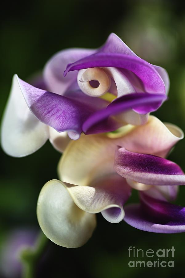 Twisty Corkscrew Flower Photograph by Joy Watson