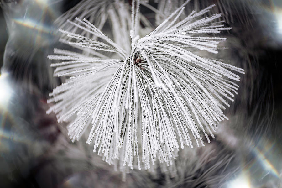 Twisty frosted pine Photograph by Nicole Engstrom