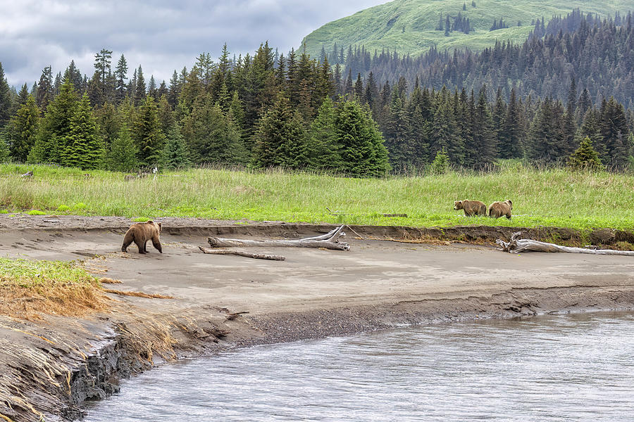 Two Adolescents Brown Bears Moving Away from a Menancing Dominan Photograph by Belinda Greb