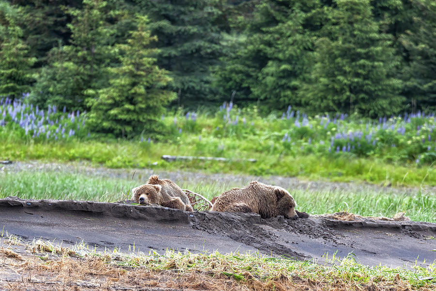 Two Adolescents Brown Bears Napping Photograph by Belinda Greb