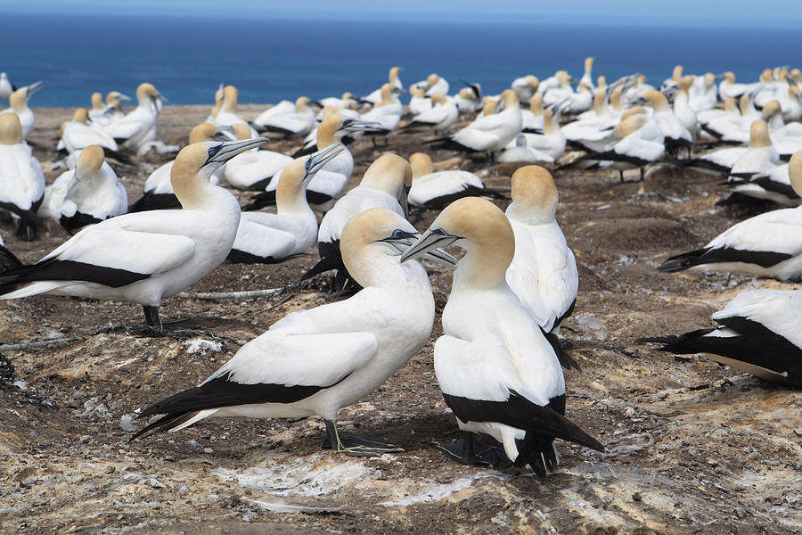 Two Adult Gannets in a Large Colony Photograph by PeterJSeager