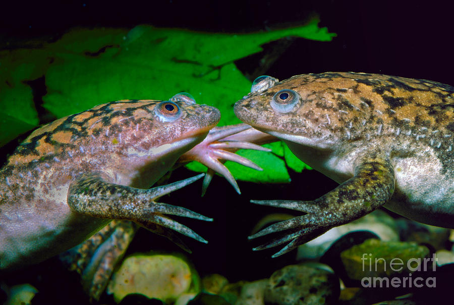 Two African Clawed Frogs, Xenopus laevis Photograph by Wernher Krutein