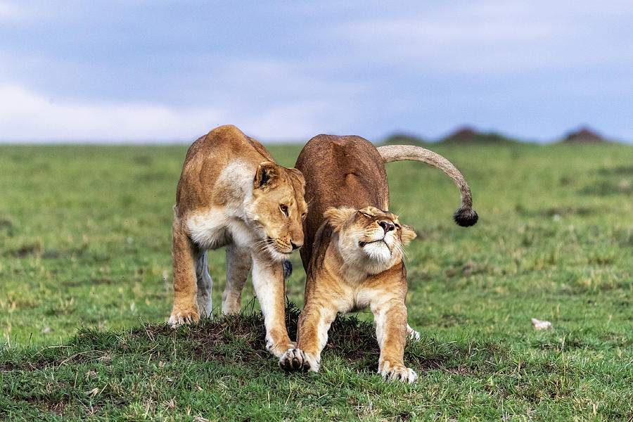 Wildlife Photograph - Two African Lioness Together Stretching  by Good Focused