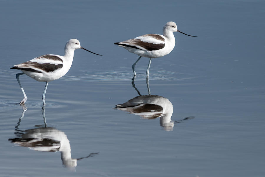 Two American Avocets Photograph by Bradford Martin