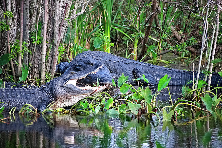 Two American Alligators Photograph by Heron And Fox - Fine Art America