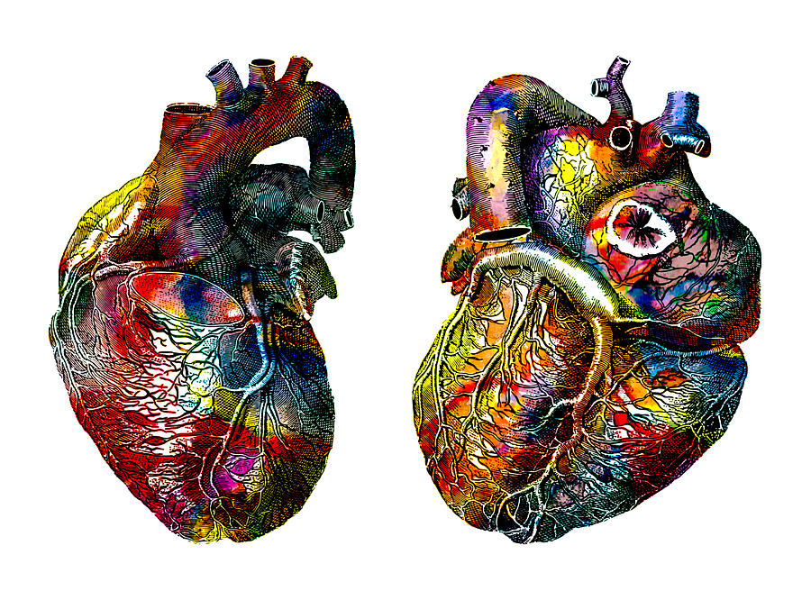 Two Anatomical Hearts Mixed Media by Ann Leech