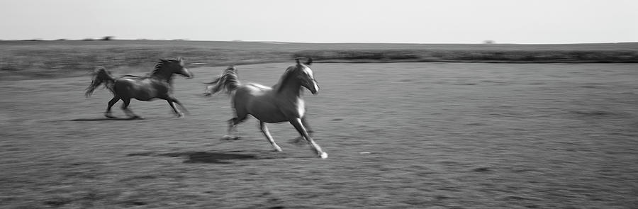 Two Arabian horses running on grassland, Stelle, Ford County, Illinois, USA Photograph by Panoramic Images