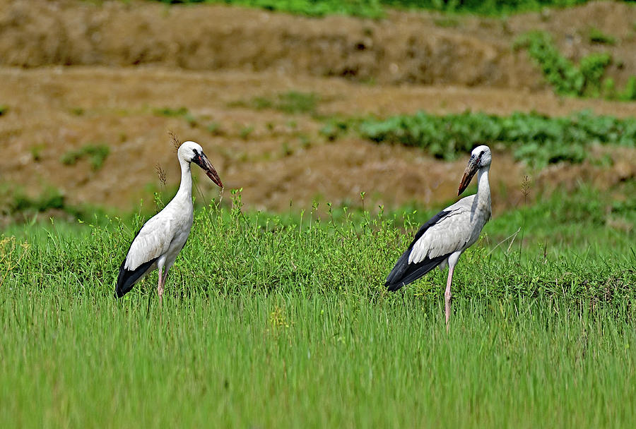 Two Asian Openbill Stork - Anastomus oscitans  Photograph by Amazing Action Photo Video