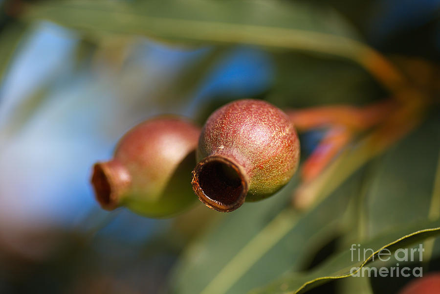 Two Australian Gumnuts  Photograph by Joy Watson