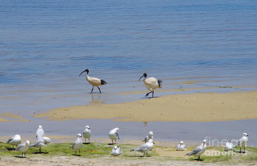 Ibis Photograph - Two Australian White Ibis And A Flock Of Gulls by Lesley Evered