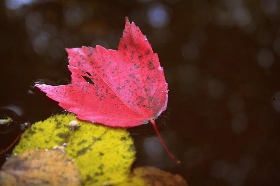 Two Autumn Leaves Photograph by Joseph Skompski