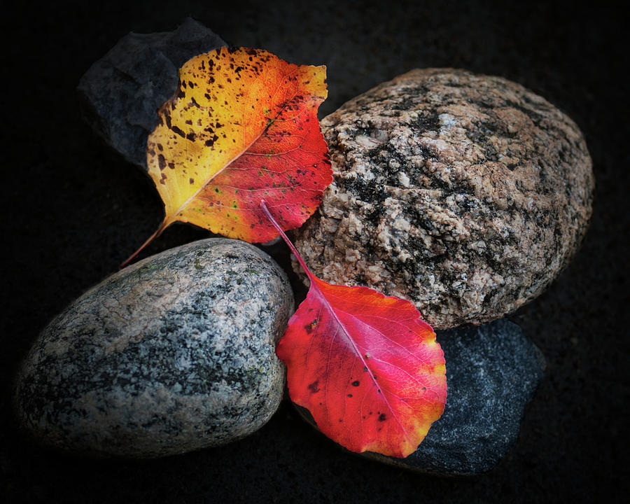 Two Autumn Leaves On Rocks - nature photography Photograph by Ann Powell