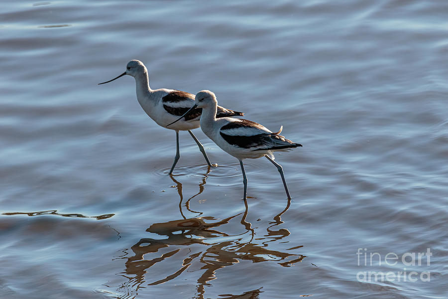 American Avocet Photograph - Two Avocets  9A0038 by Stephen Parker