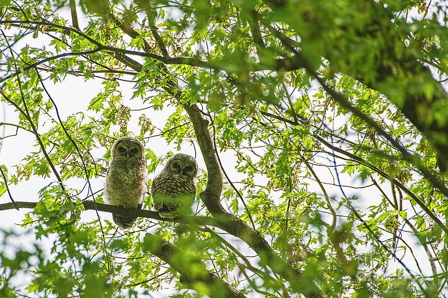 Two Baby Barred Owls Look at the Camera Photograph by David Arment