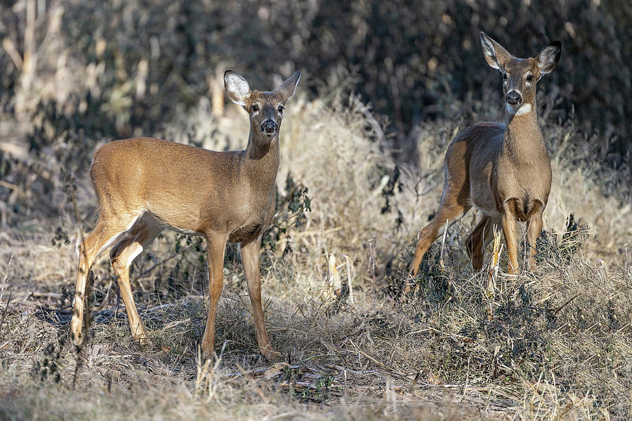 Two Baby Bucks Photograph by Fon Denton