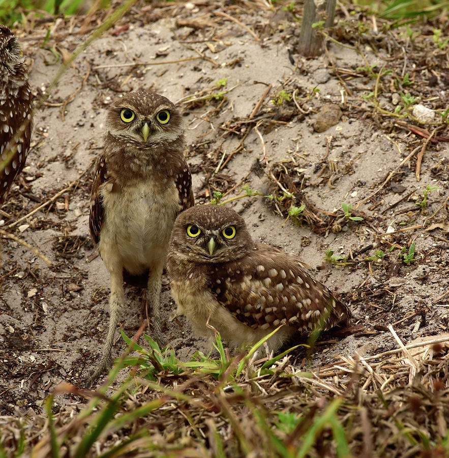 Two Baby Burrowing Owls Photograph by Cindy McIntyre