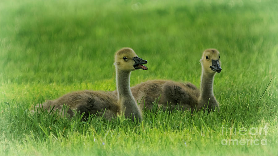 Two Baby Geese Photograph