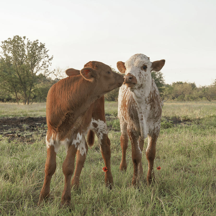 Two baby longhorns Photograph by Cathy Valle