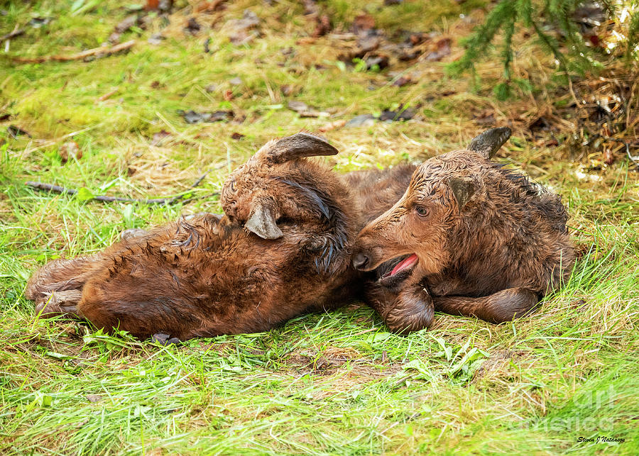 Two Baby Moose Photograph by Steven Natanson