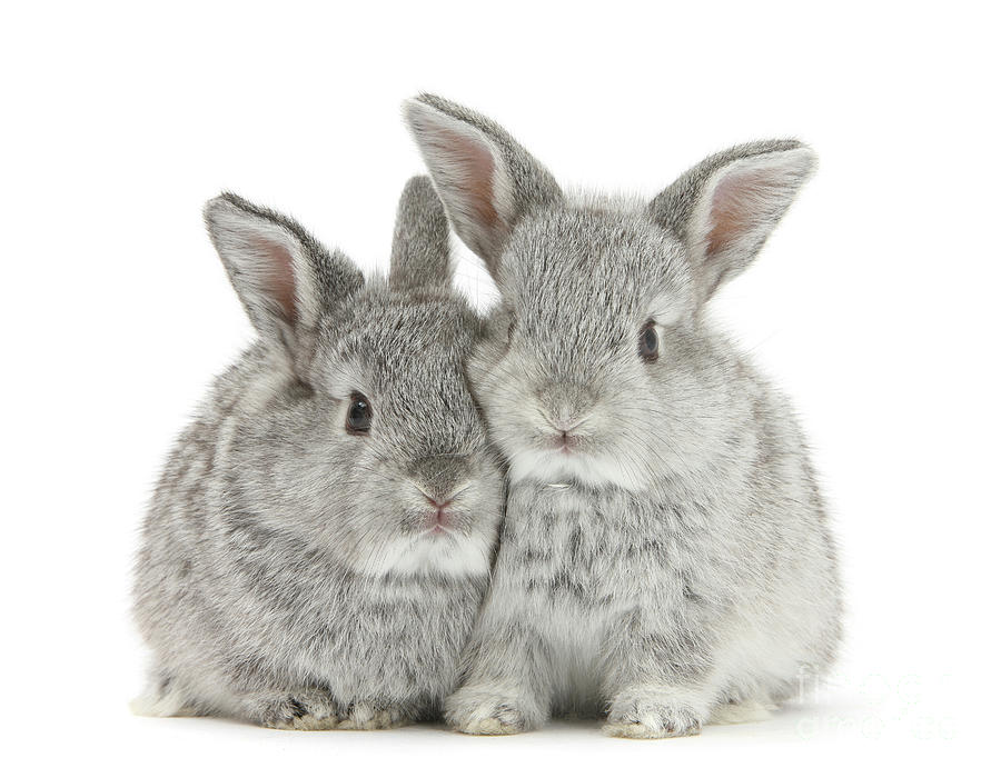 Two baby silver rabbits Photograph by Warren Photographic