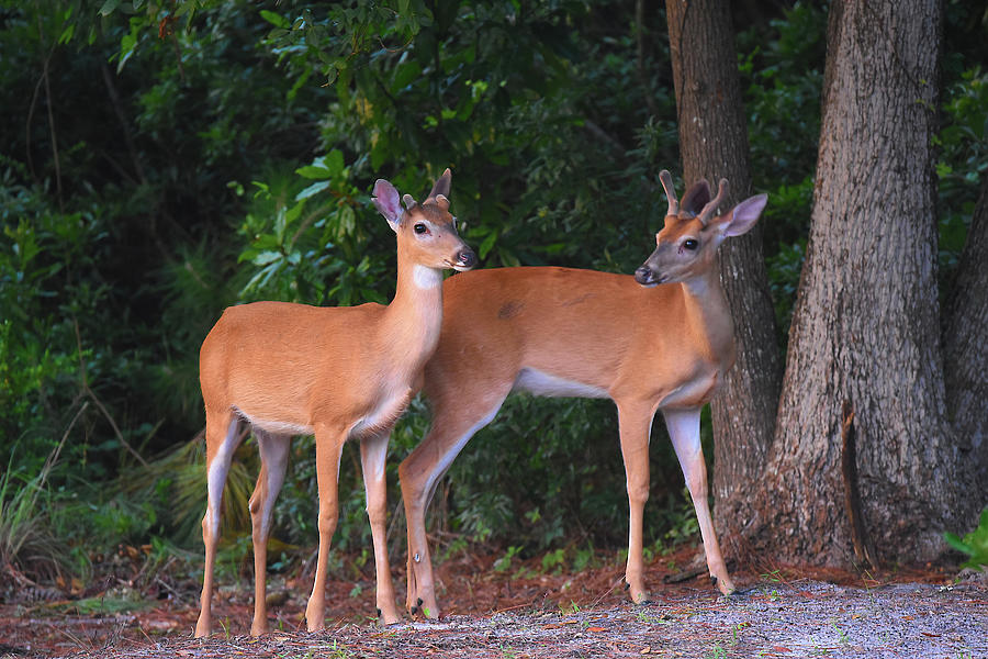 Two Backyard Visitors Photograph by Jerry Griffin