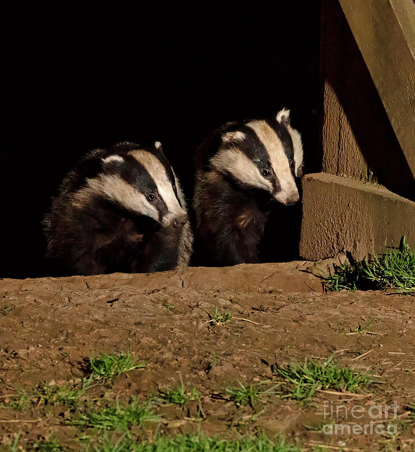 Two badgers in a barn door Photograph by Louise Heusinkveld
