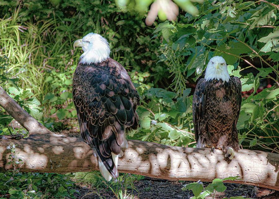 Two Bald Eagles Photograph by Diane Lindon Coy