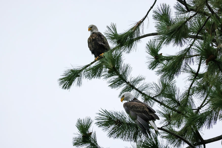 Two Bald Eagles In A Pine Tree Photograph