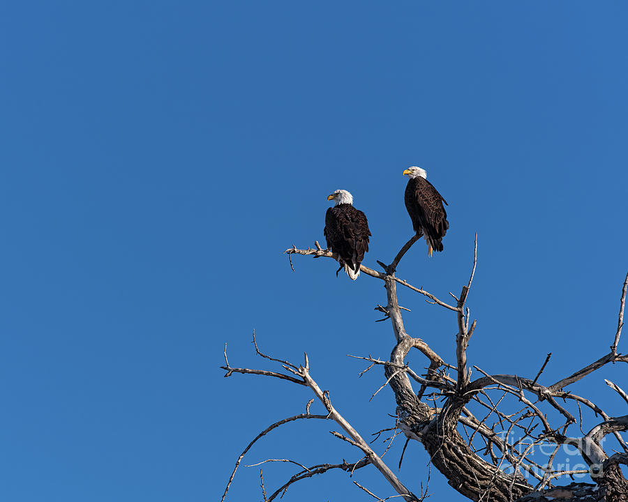 Two Bald Eagles In A Tree Photograph by Jon Burch Photography