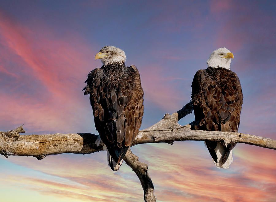Bald Eagle Photograph - Two Bald Eagles by Judi Dressler