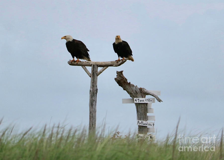 Two Bald Eagles on Post Photograph by Carol Groenen