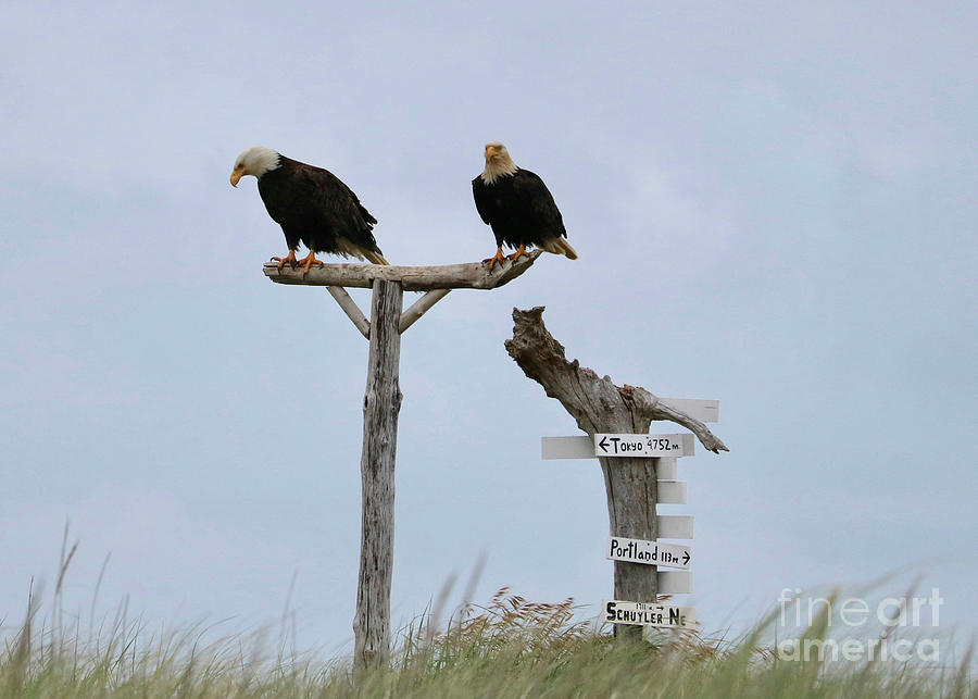 Two Bald Eagles Perched on Beach Pole Photograph by Carol Groenen