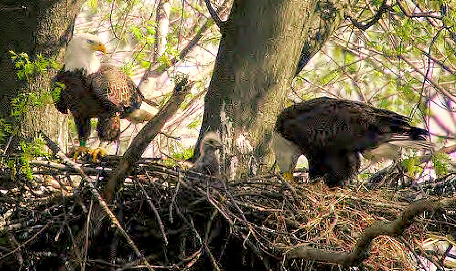Two Bald Eagles with Chicks Photograph by Bill Buchanan