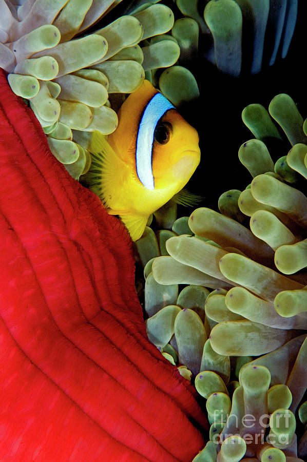Two-banded Anemonefish Photograph by Dray van Beeck