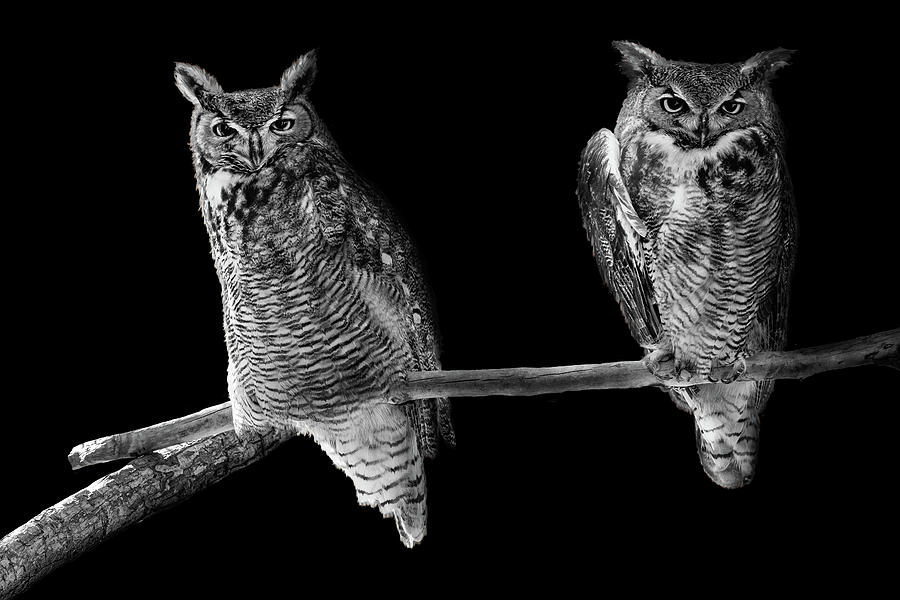 Two Barn Owls Perched in Black and White Photograph by Good Focused