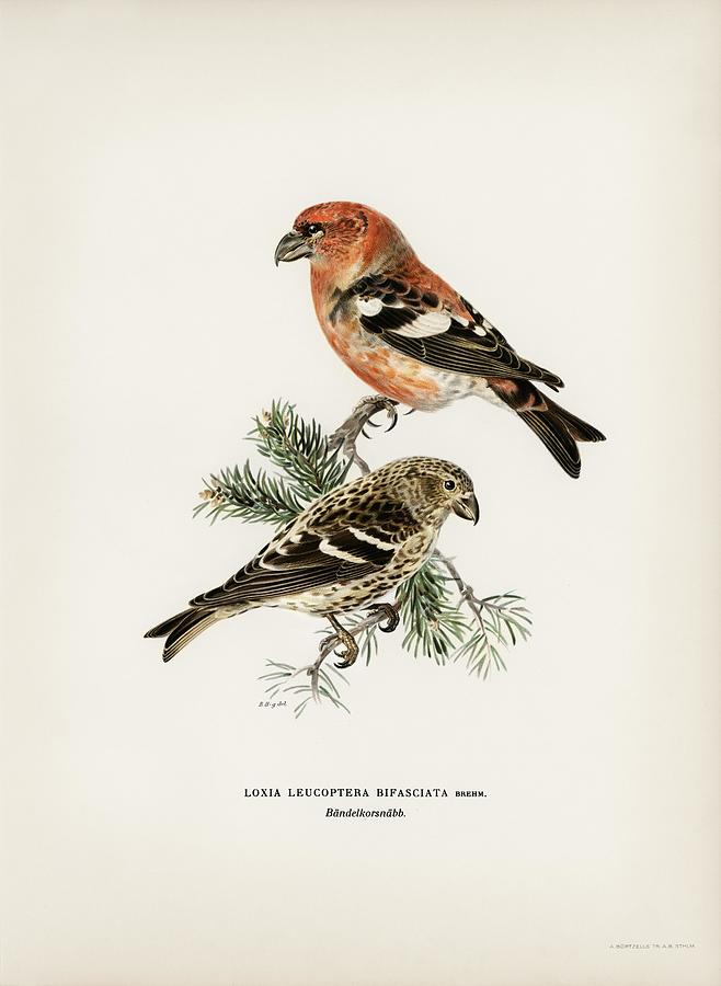 Abstract Painting - Two-barred crossbill Loxia leucoptera bifasciata illustrated by the von Wright brothers by Les Classics