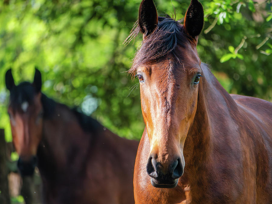 Two Bay Horses on a May Day Photograph by Rachel Morrison
